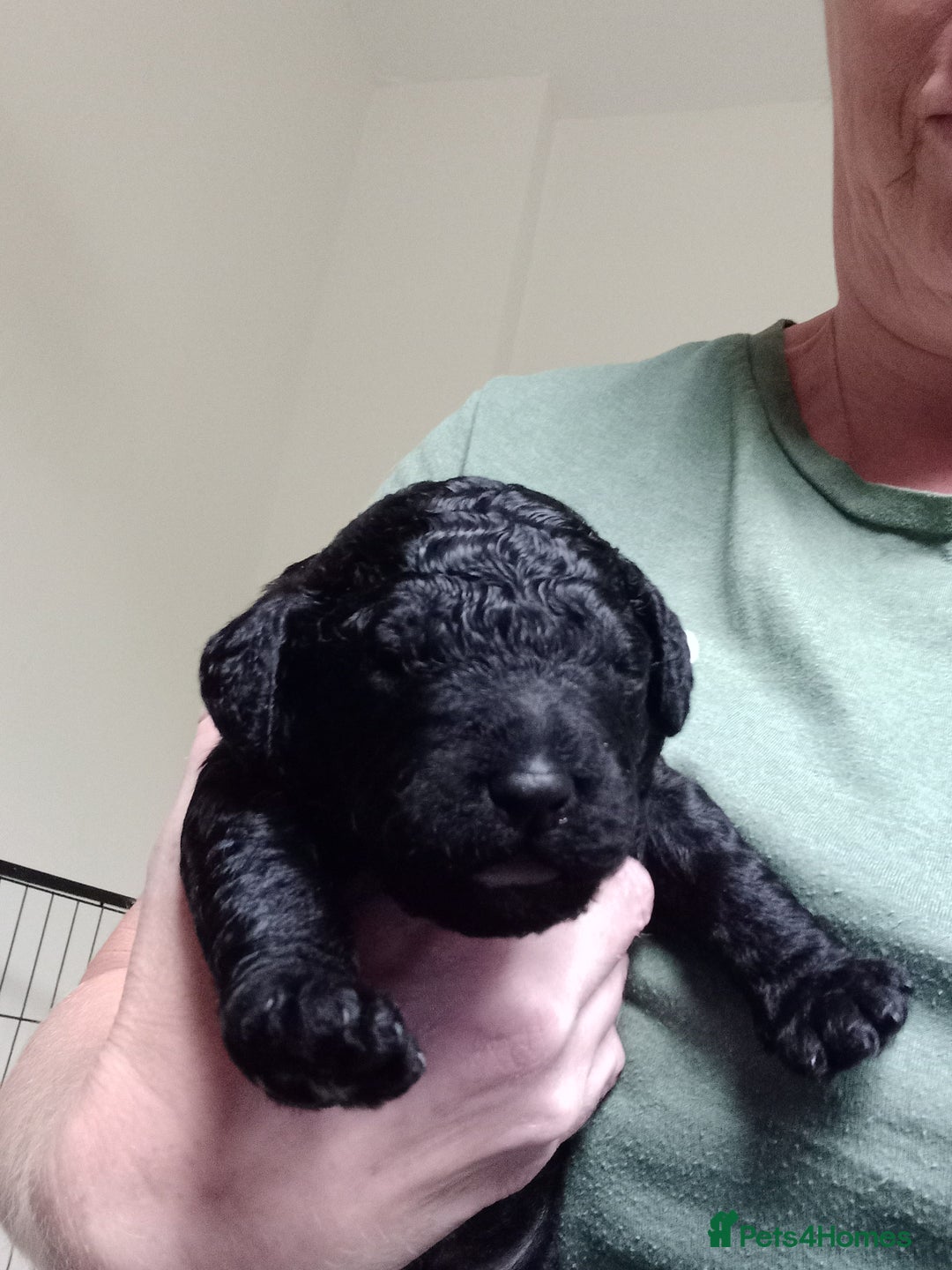 Labradoodle dogs for sale: Multigenrational labradoodle  - Image 8