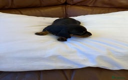 Dachshund dogs for sale: Miniature dachshund puppies  - Image 4