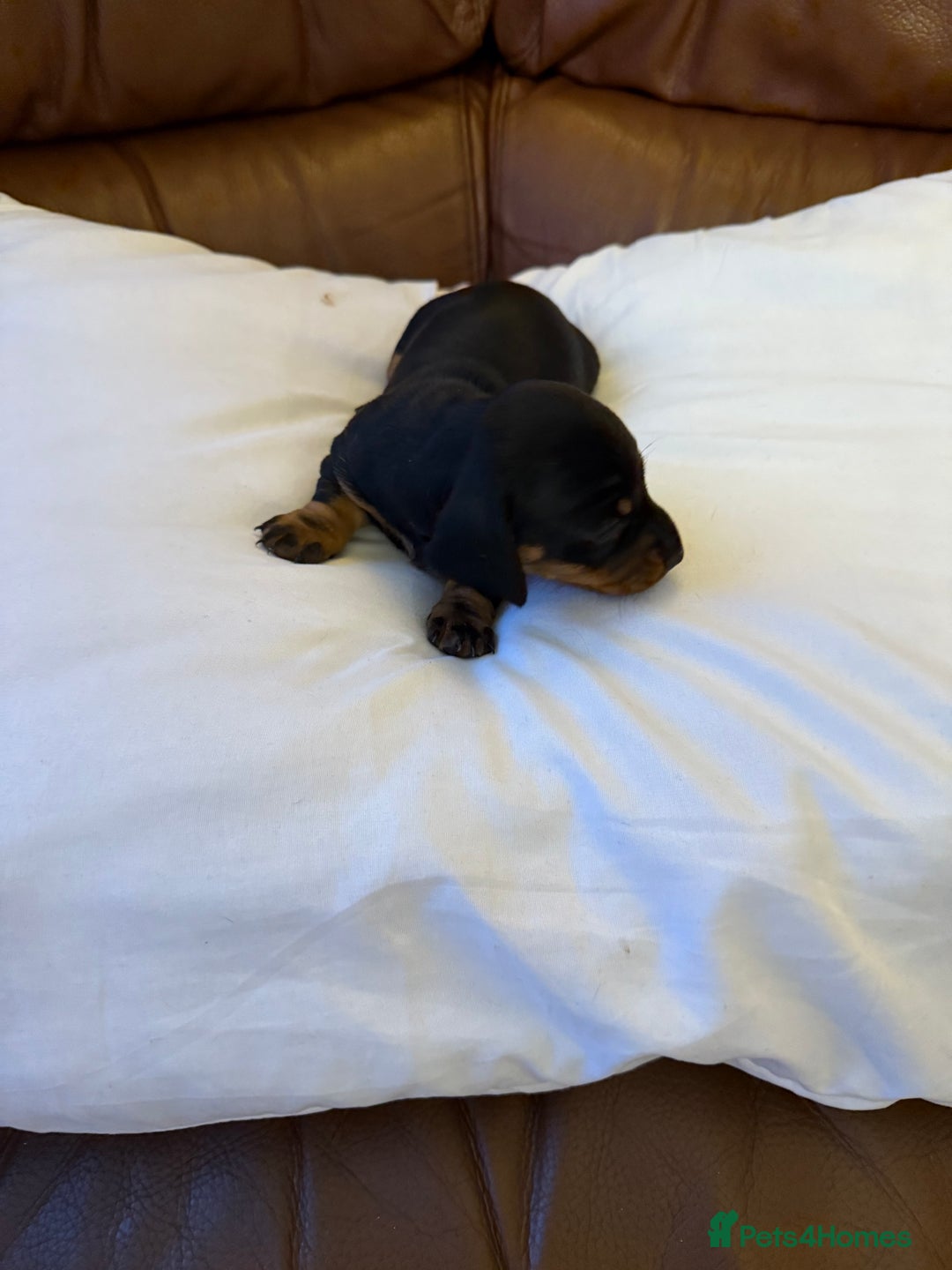 Dachshund dogs for sale: Miniature dachshund puppies  - Image 4