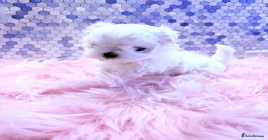 Maltese dogs 🌟🌟Full Korean Baby pups🌟🌟 - Advert 11