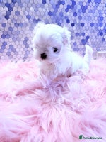 Maltese dogs 🌟🌟Full Korean Baby pups🌟🌟 - Advert 2