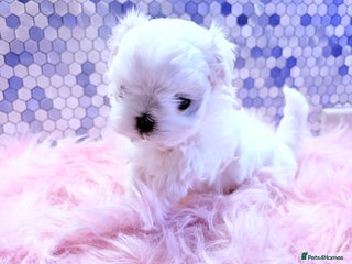 Maltese dogs 🌟🌟Full Korean Baby pups🌟🌟 - Advert 4