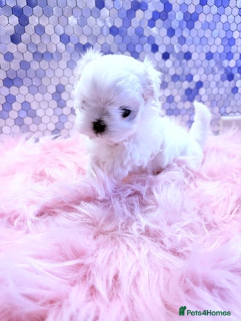 Maltese dogs 🌟🌟Full Korean Baby pups🌟🌟 - Advert 1