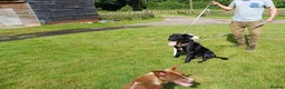 Mixed Breed dogs for sale: Meet SHEAMUS - a sensitive boy for a Loving Home🐾 in Wisbech - Advert 11