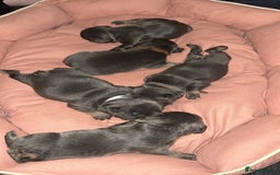 French Bulldog dogs for sale: 4 males and 1 female full French bulldogs  - Image 3