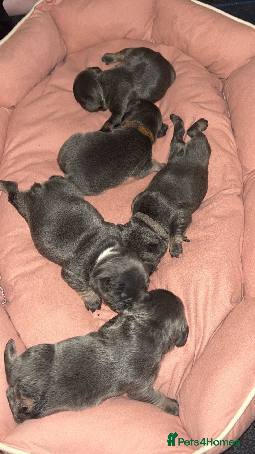 French Bulldog dogs for sale: 4 males and 1 female full French bulldogs  - Image 3