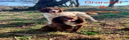 Sprocker dogs for sale: Sprocker Spaniel pups  in Stranraer - Advert 36