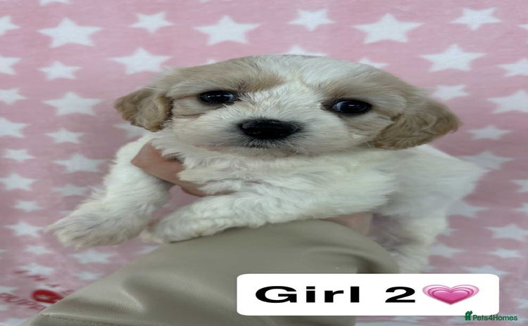 Cavachon dogs - Advert 4