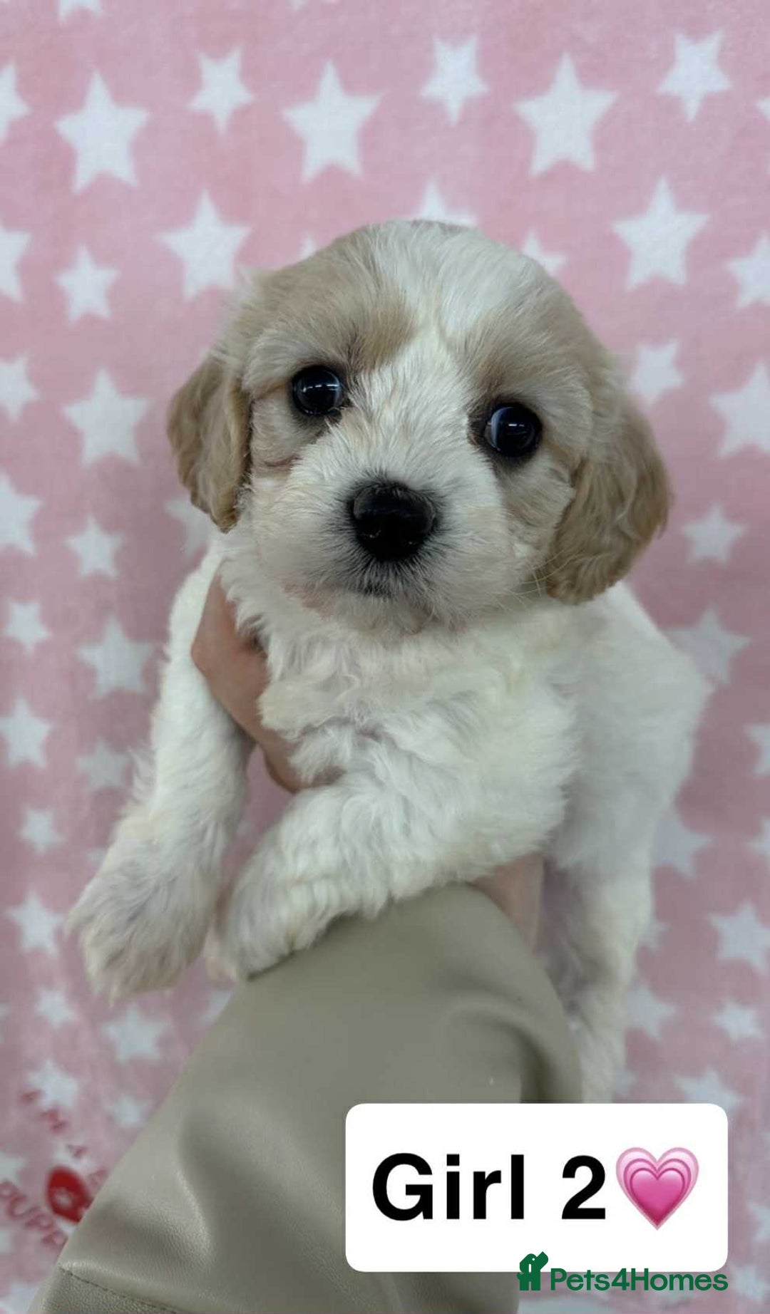 Cavachon dogs for sale: Stunning DNA Clear Cavachon Pups - Image 1