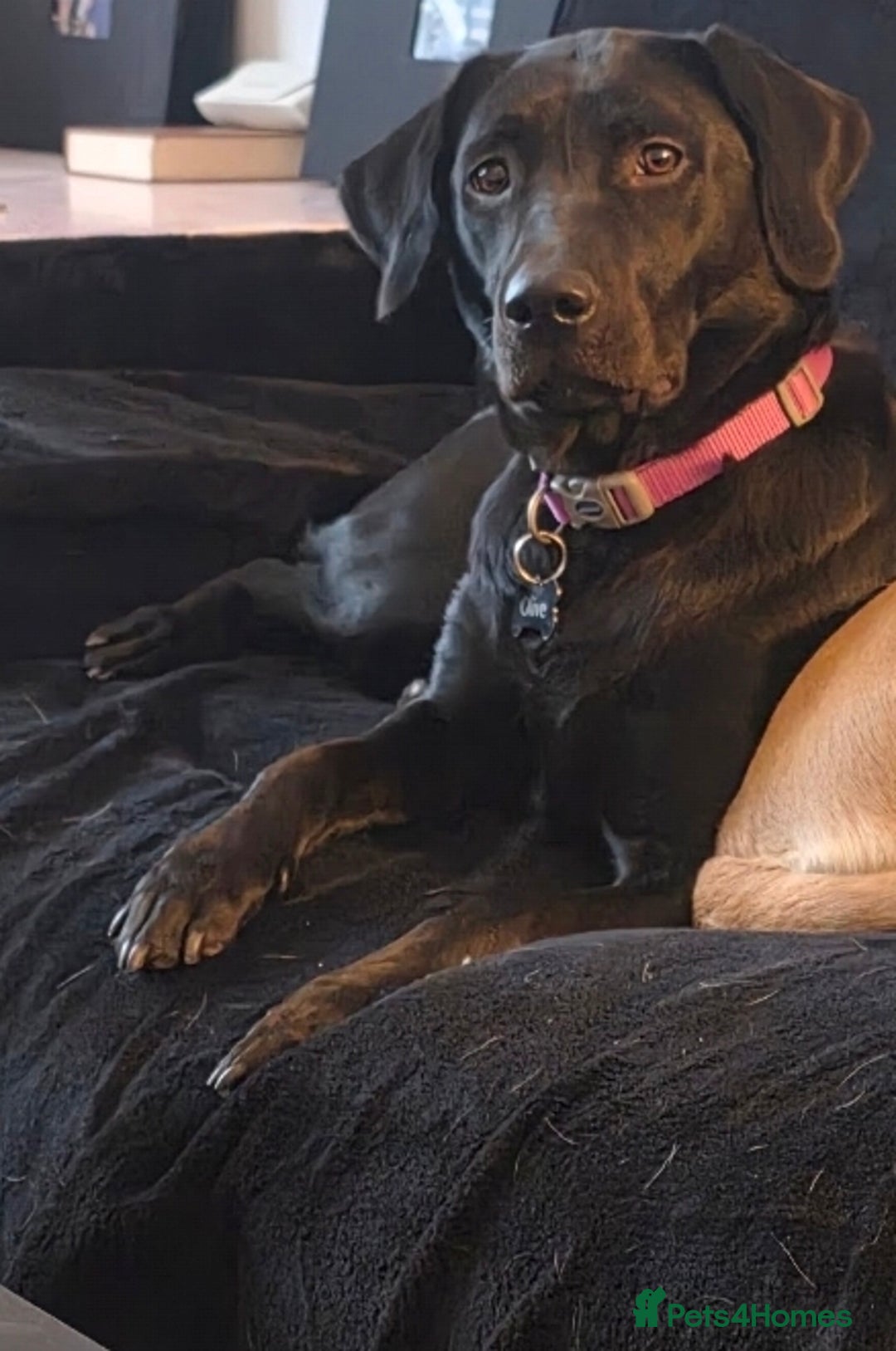 Labrador Retriever dogs for sale: 2 year old kc registered female  - Advert 4