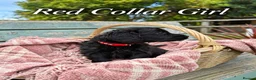 Mini Goldendoodle dogs for sale: Stunning Merle, Red & Back Mini Golden Doodles - Advert 16