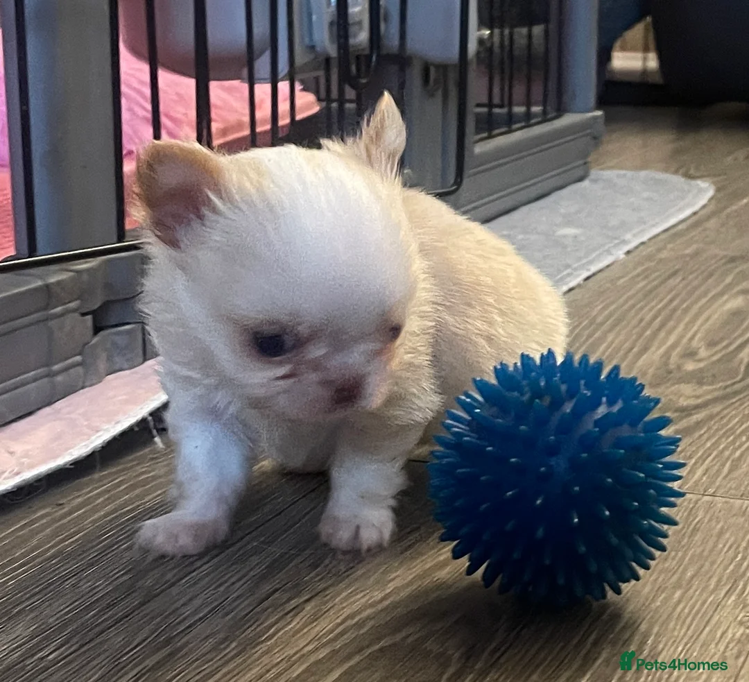 Chihuahua dogs for sale: Gorgeous  little  Longcoat Boy Kc 🌟🌟🌟🌟🌟 - Advert 24