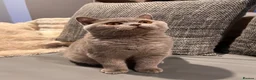 British Shorthair cats for sale: Multicolour GCCF Registered BSH kittens - Advert 5