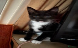 Domestic Shorthair cats for sale: Kitten  - Image 4