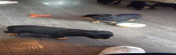 Rottweiler dogs for sale: Chunky full rottie pups  - Advert 6