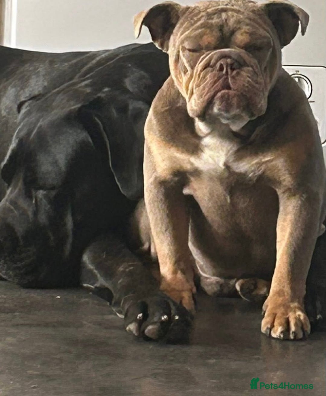 English Bulldog dogs for sale: Male English bulldog for sale  - Advert 2