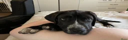 Presa Canario dogs for sale: Male presa canario  - Advert 2
