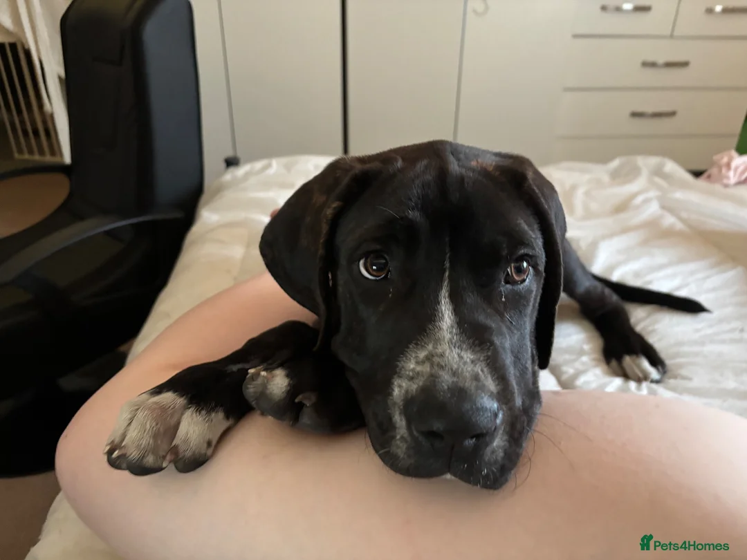Presa Canario dogs for sale: Male presa canario  - Advert 2