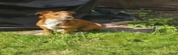Mixed Breed dogs for adoption: Meet Lea, currently residing in Buckinghamshire  in Slough - Advert 1