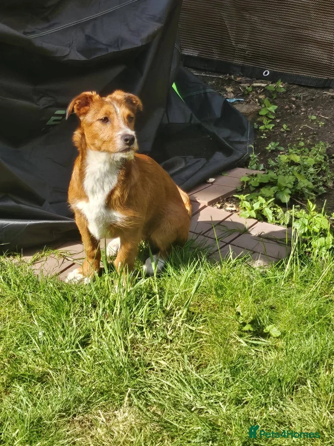 Mixed Breed dogs for adoption: Meet Lea, currently residing in Buckinghamshire  in Slough - Advert 1