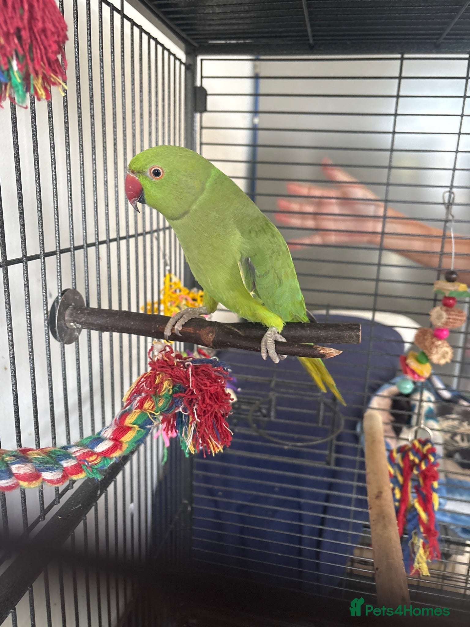 Ringnecks birds Female 11 month old ringneck  - Advert 1