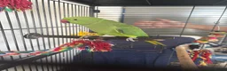 Ringnecks birds for sale: Female 11 month old ringneck  - Advert 1