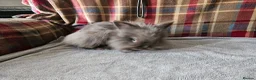 Lionhead rabbits for sale: Beautiful double mane lionhead  - Advert 6