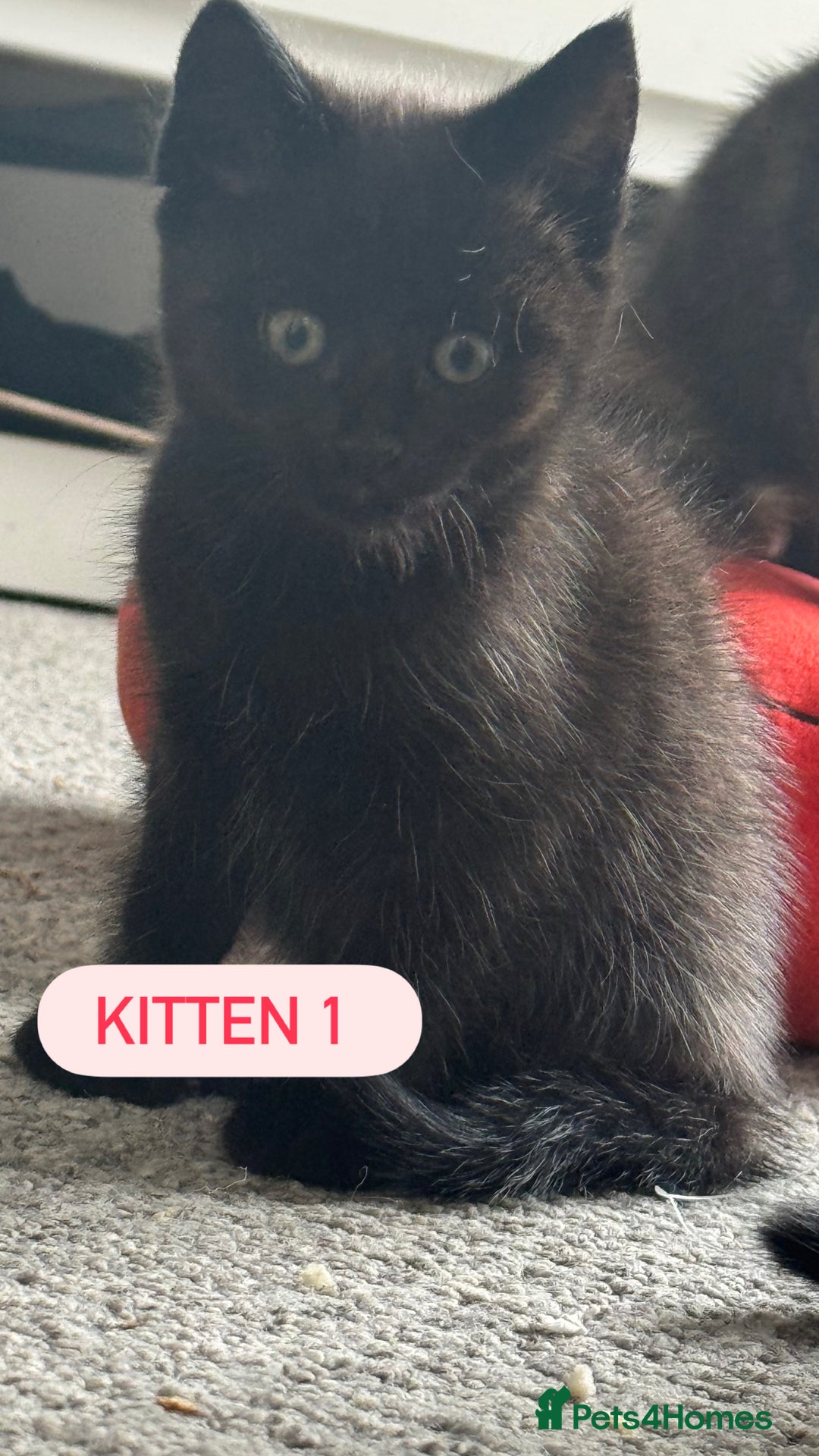 Domestic Shorthair cats for sale: 4 Female Kittens - Image 4