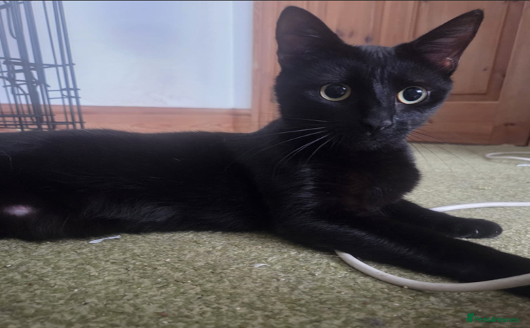 Domestic Shorthair cats - Advert 14