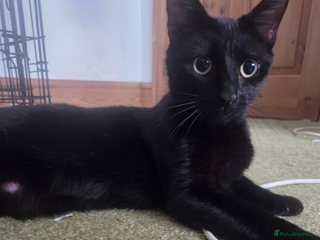 Domestic Shorthair cats - Advert 7