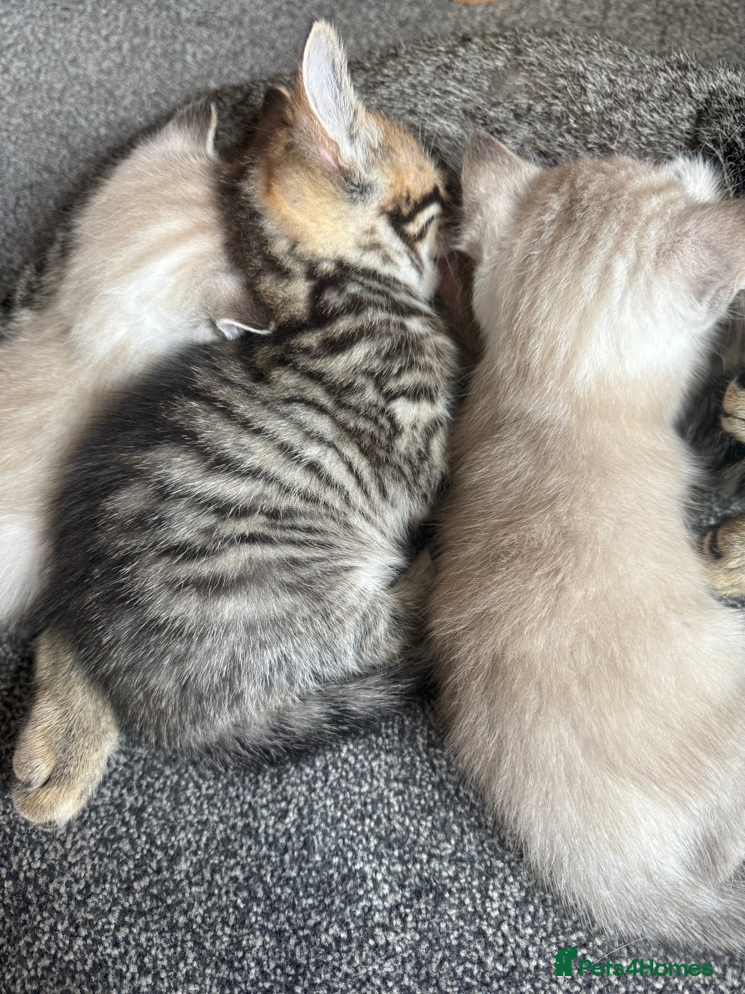 Mixed Breed cats for sale: Beautiful kittens - Image 11