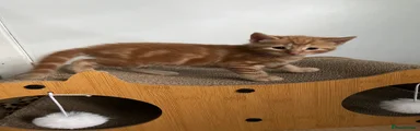 Mixed Breed 3