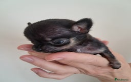 Chihuahua dogs for sale: SMALLEST on the market KC reg chihuahua girls - Image 10