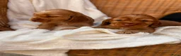 Cocker Spaniel dogs for sale: Show type cocker spaniels  - Advert 6