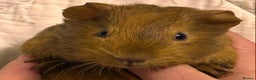 Guinea Pig rodents for sale: Baby Female Guinea Pigs For Sale  - Advert 6