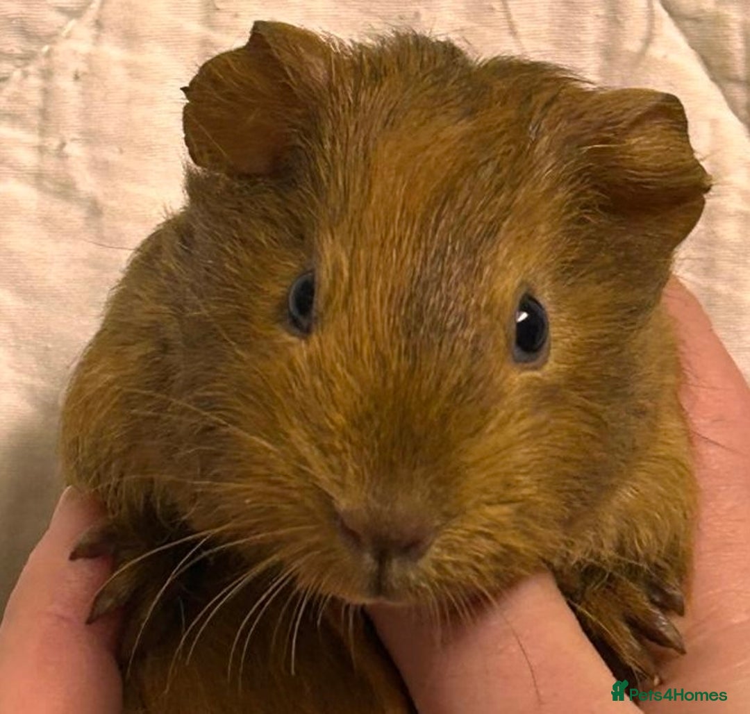 Guinea Pig rodents for sale: Baby Female Guinea Pigs For Sale  - Advert 6