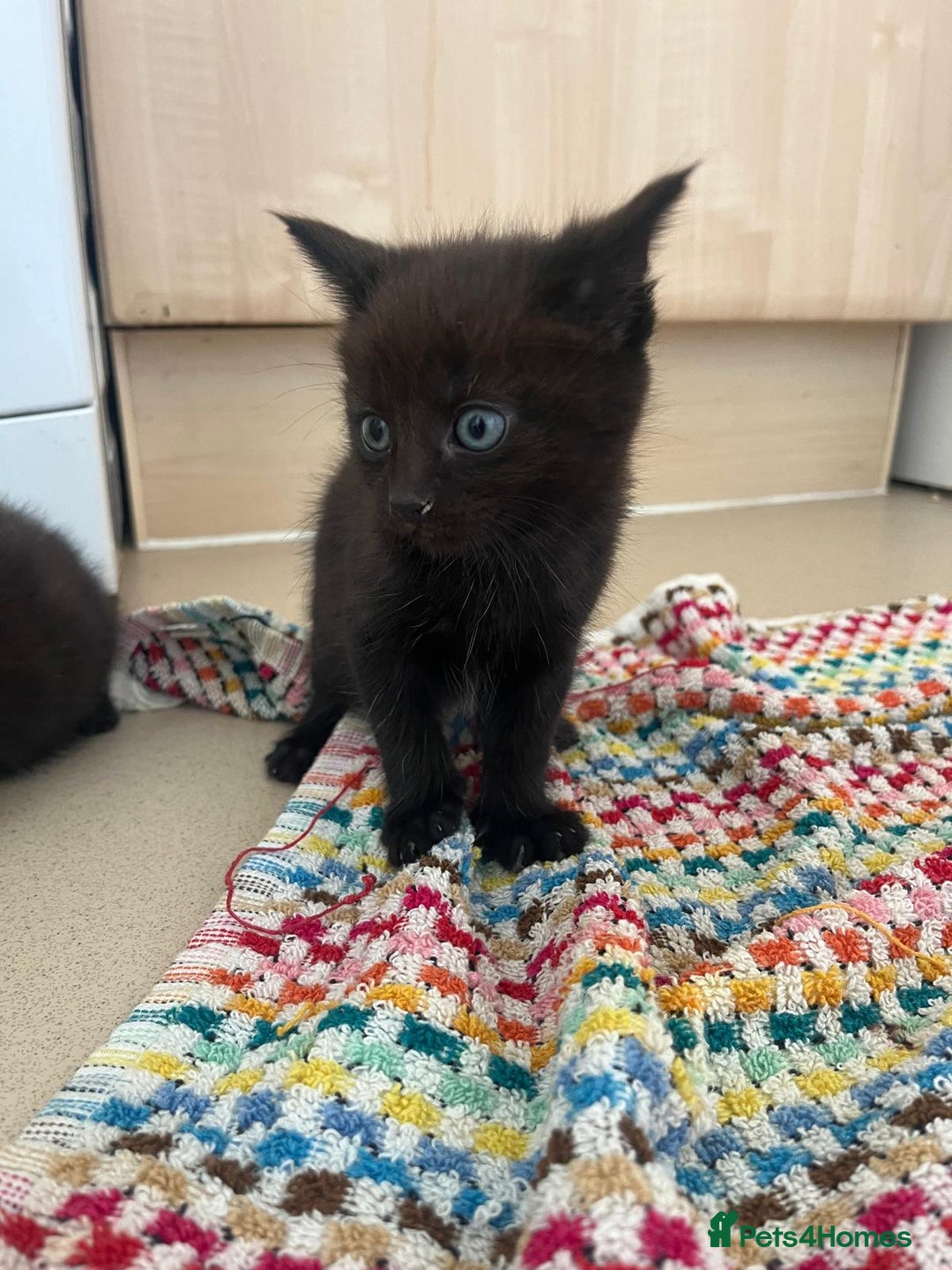 Mixed Breed cats for sale: Beautiful Maine Coone cross mix breed - Image 4