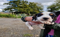 Mixed Breed dogs for sale: Jackapoo pups - Image 2