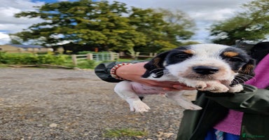 Mixed Breed dogs Jackapoo pups - Advert 15