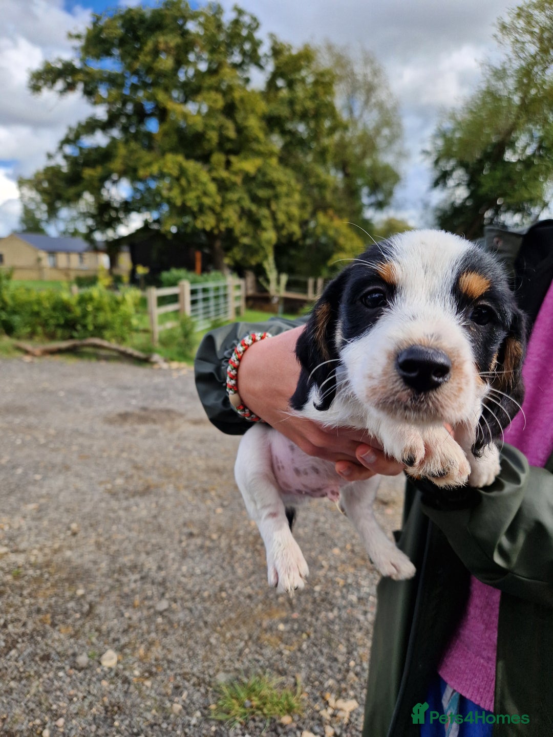 Mixed Breed dogs for sale: Jackapoo pups - Image 2