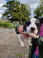 Mixed Breed dogs Jackapoo pups - Advert 15