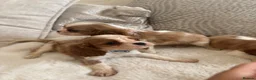 Cavalier King Charles Spaniel dogs for sale: Cavalier King Charles pups - Advert 25