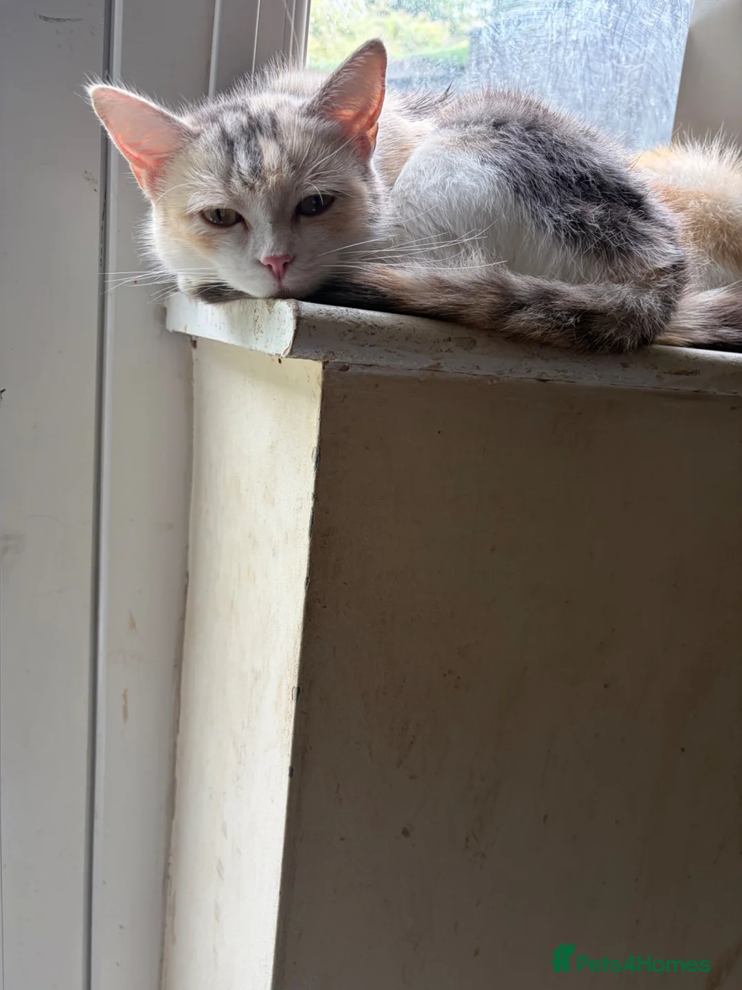 Mixed Breed cats for sale: Grey and White girl kitten  in Bradford - Advert 3