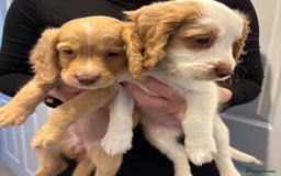 Cockapoo dogs for sale: Stunning cockerspaniel puppies - Image 1