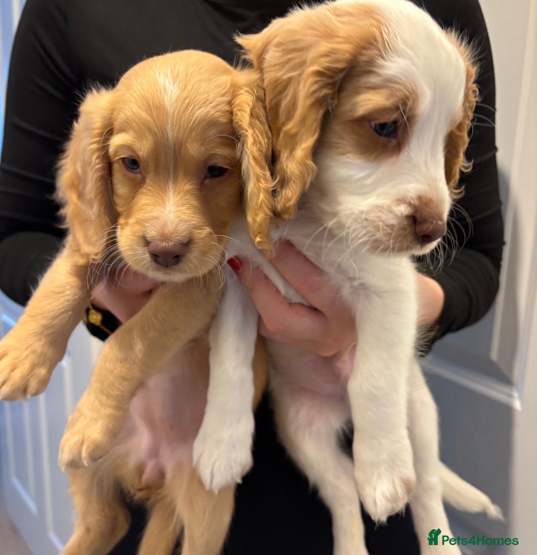 Cockapoo dogs for sale: Stunning cockerspaniel puppies - Image 1