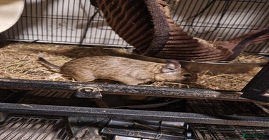Degus rodents - Advert 10