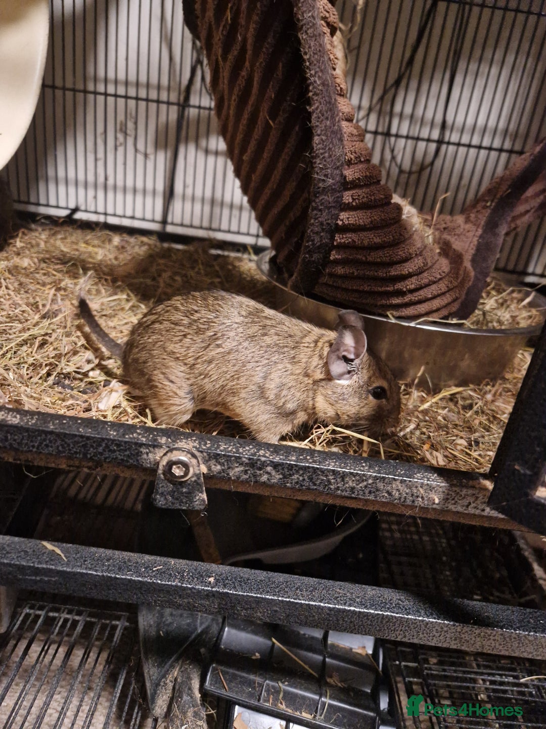 Degus rodents for sale: Female degus (EXCLUDING CAGE) - Image 3