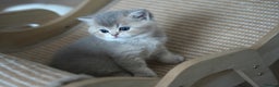 Scottish Fold cats for sale: Scottish fold - Advert 32