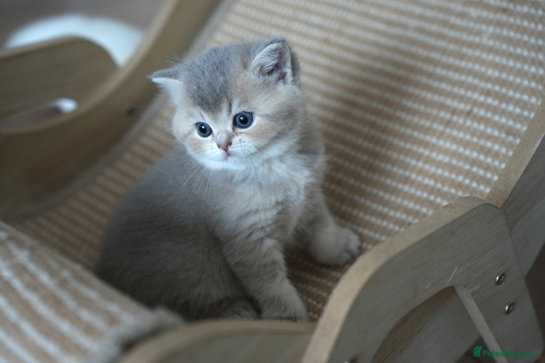Scottish Fold cats for sale: Scottish fold - Advert 32