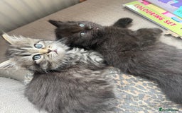 Persian cats for sale: Persian BSH kittens ready next weekend - Image 9